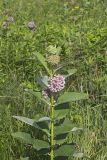 Common Milkweed, Asclepias syriaca