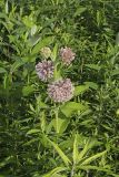 Common Milkweed, Asclepias syriaca