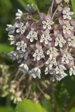 Common Milkweed, Asclepias syriaca