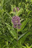 Common Milkweed, Asclepias syriaca