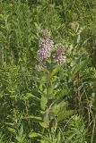 Common Milkweed, Asclepias syriaca