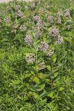 Common Milkweed, Asclepias syriaca