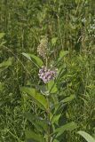 Common Milkweed, Asclepias syriaca