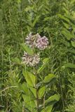Common Milkweed, Asclepias syriaca