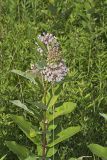 Common Milkweed, Asclepias syriaca