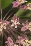 Common Milkweed, Asclepias syriaca
