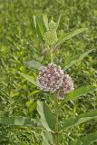 Common Milkweed, Asclepias syriaca