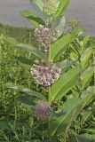 Common Milkweed, Asclepias syriaca