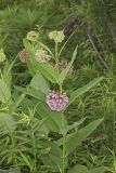 Common Milkweed, Asclepias syriaca