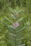 Common Milkweed, Asclepias syriaca