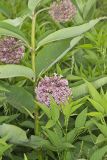 Common Milkweed, Asclepias syriaca