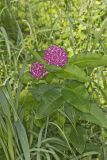 Purple Milkweed, Asclepias Purpurascens