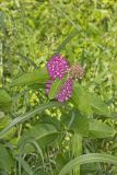 Purple Milkweed, Asclepias Purpurascens