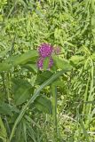 Purple Milkweed, Asclepias Purpurascens