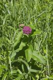 Purple Milkweed, Asclepias Purpurascens