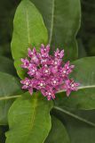 Purple Milkweed, Asclepias purpurascens