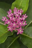 Purple Milkweed, Asclepias purpurascens