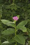 Purple Milkweed, Asclepias purpurascens