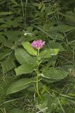 Purple Milkweed, Asclepias purpurascens