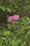 Purple Milkweed, Asclepias purpurascens