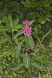 Purple Milkweed, Asclepias purpurascens