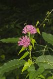 Purple Milkweed, Asclepias purpurascens