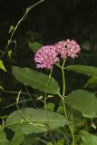 Purple Milkweed, Asclepias purpurascens