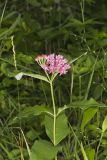 Purple Milkweed, Asclepias purpurascens