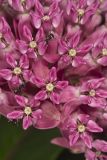 Purple Milkweed, Asclepias purpurascens