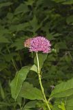 Purple Milkweed, Asclepias purpurascens