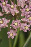Sullivant's Milkweed, Asclepias sullivantii