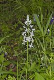 Wild hyacinth, Camassia scilloides