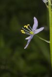Wild hyacinth, Camassia scilloides