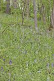 Wild hyacinth, Camassia scilloides
