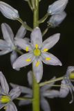 Wild hyacinth, Camassia scilloides