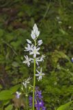 Wild hyacinth, Camassia scilloides