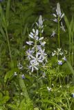 Wild hyacinth, Camassia scilloides