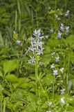 Wild hyacinth, Camassia scilloides