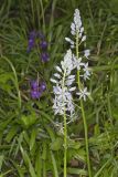 Wild hyacinth, Camassia scilloides