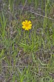 Lakeside Daisy, Tetraneuris herbacea