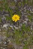 Lakeside Daisy, Tetraneuris herbacea