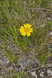 Lakeside Daisy, Tetraneuris herbacea