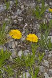 Lakeside Daisy, Tetraneuris herbacea