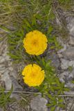 Lakeside Daisy, Tetraneuris herbacea