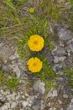 Lakeside Daisy, Tetraneuris herbacea