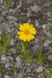 Lakeside Daisy, Tetraneuris herbacea