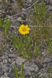 Lakeside Daisy, Tetraneuris herbacea