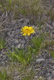 Lakeside Daisy, Tetraneuris herbacea