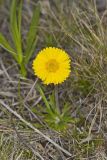 Lakeside Daisy, Tetraneuris herbacea
