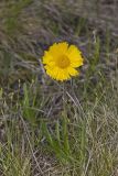 Lakeside Daisy, Tetraneuris herbacea
